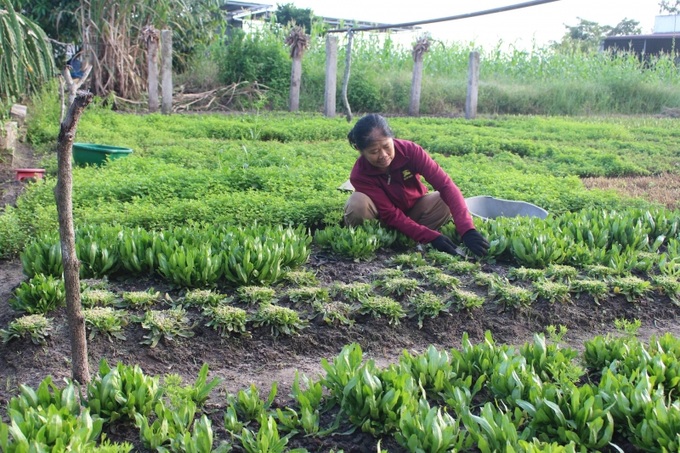 Cho vay trồng rau ở Hàm Thuận Nam (Bình Thuận)

