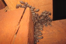 Nhiều gia đình khốn khổ với bọ đậu đen