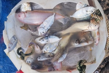 Đánh cá bằng “lưới dòng họ” kiếm 500.000 đồng mỗi ngày