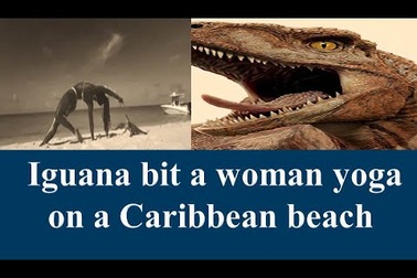 Cô gái tập Yoga bị kỳ nhông cắn