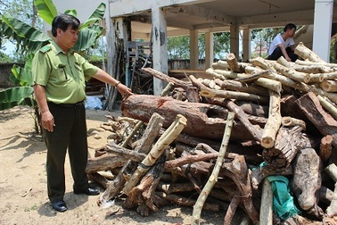 Đổ xô vào rừng “săn” gỗ trắc dây theo kiểu... tận diệt