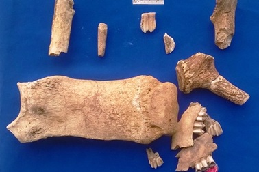 Hà Tĩnh: Phát hiện nhiều hiện vật thời tiền sử có niên đại trên 4000 năm