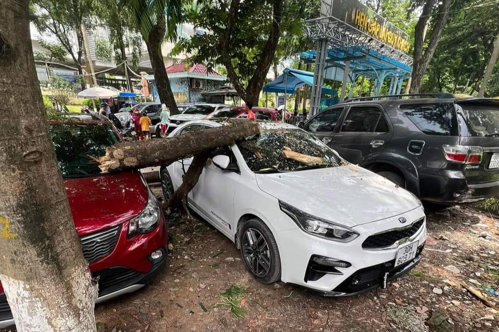 Cành cây khô rơi trúng hai ô tô đỗ trong công viên Thủ Lệ - 1 Cành cây khô rơi trúng hai ô tô đỗ trong công viên Thủ Lệ - 1