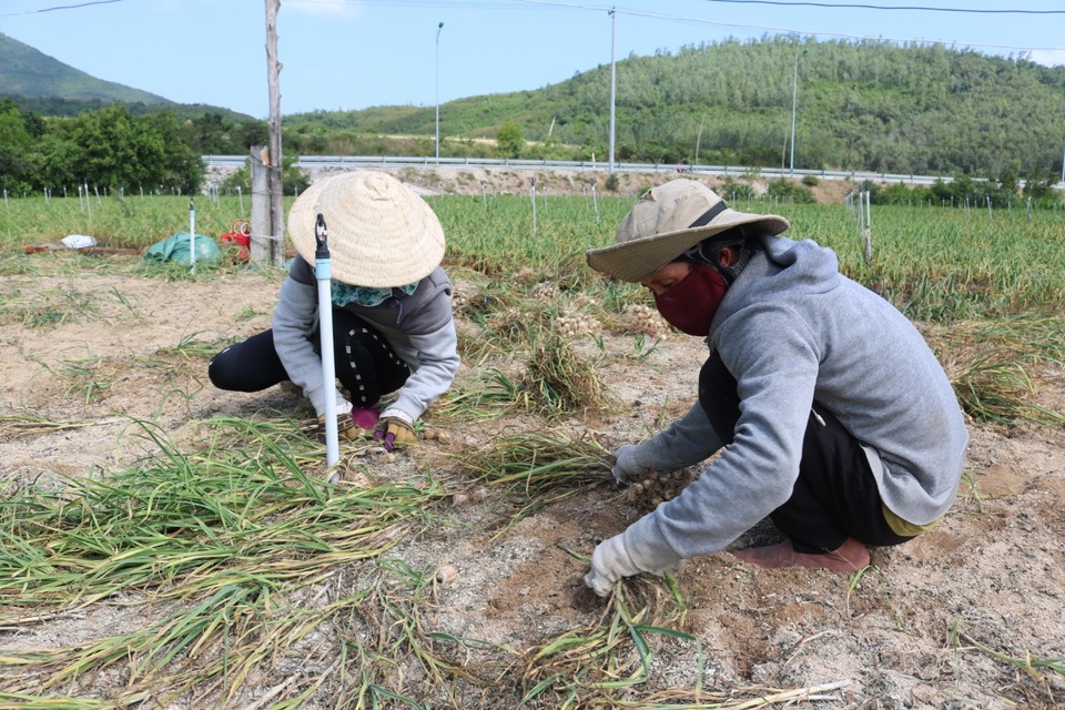 Khánh Hòa: Người làm nghề trồng tỏi thấp thỏm vì giá bán giảm sâu - 3 Khánh Hòa: Người làm nghề trồng tỏi thấp thỏm vì giá bán giảm sâu - 3
