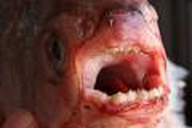 Tắm biển, một người bị cá cắn trọng thương