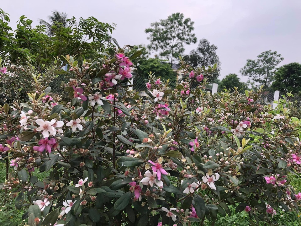 Mê mẩn vườn bạt ngàn hoa hồng của gia đình ở ngoại thành Hà Nội - 6