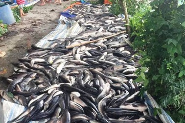 Hàng nghìn con cá lóc đang nuôi bỗng dưng... chết
