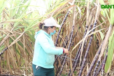 Mía tiến vua bén duyên trên vùng đất cằn Gia Lai