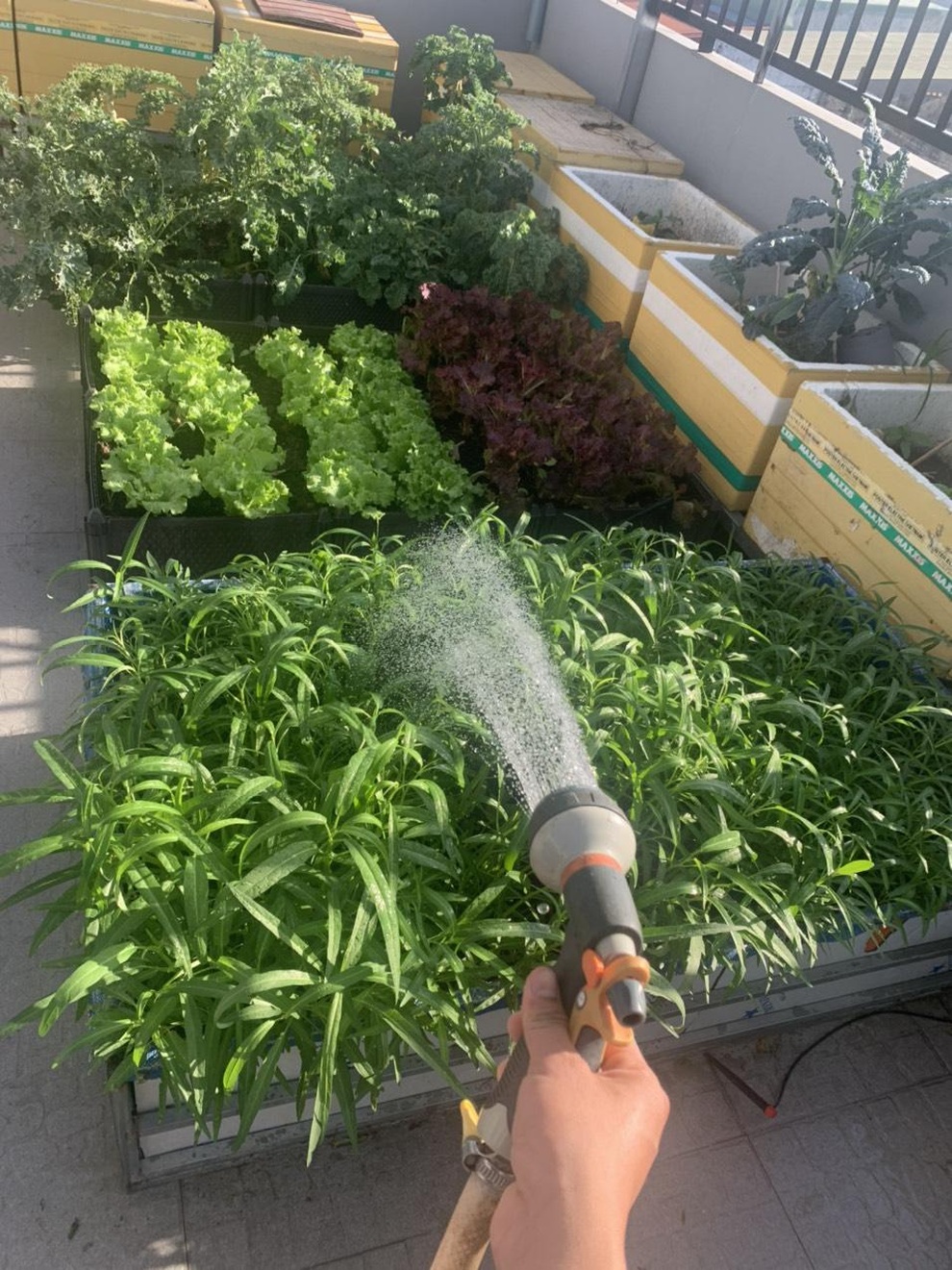 Làm vườn rau sạch, hái tặng hàng xóm suốt 2 tháng mùa dịch - 1 Làm vườn rau sạch, hái tặng hàng xóm suốt 2 tháng mùa dịch - 1