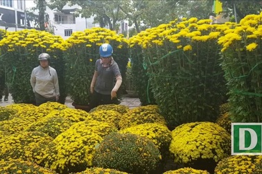 Phố biển Nha Trang ngập tràn sắc xuân