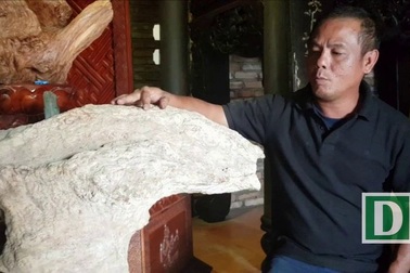 Khối gỗ nu hóa thạch quý hiếm, nặng 140kg ở Nha Trang