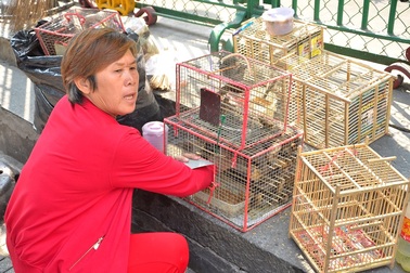 Chim phóng sinh bị mua đi bán lại đến... chết mới thôi