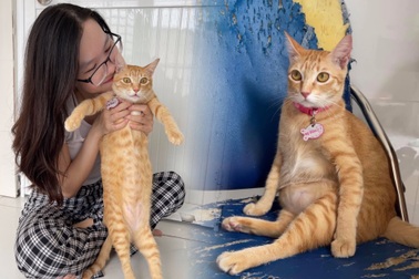 Gặp chủ của Mỹ Diệu - "cô mèo" hoang thành hiện tượng mạng nhờ dáng bầy hầy