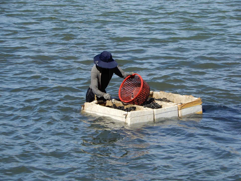 Săn thức ăn cho tôm hùm giữa ngày nóng nực, kiếm hơn nửa triệu đồng/ngày - 4