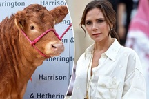 Hình ảnh con bò cái đắt giá nhất thế giới