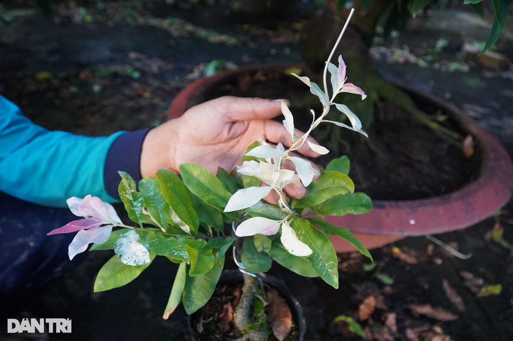 Planting a familiar flower, farmers sell 1 plant to have enough money to spend the whole year - 3