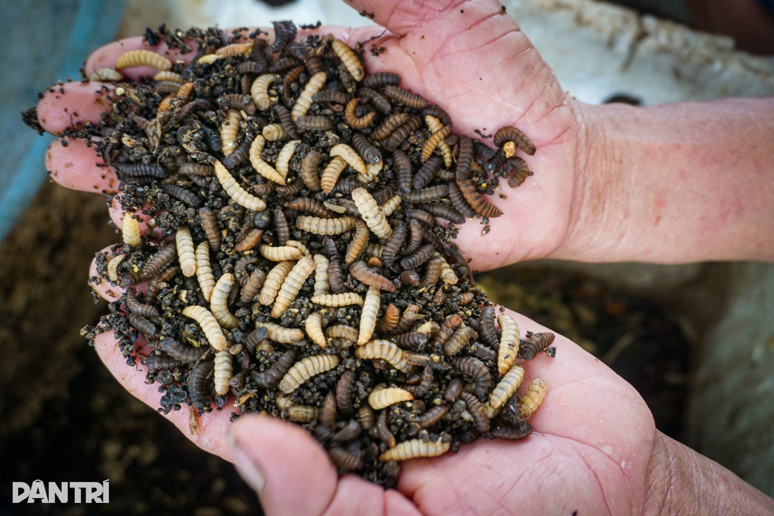 Prosperitate vizibilă pentru pescarii cărora le place să vâneze - 4 Phất lên trông thấy với loài cần thủ khoái săn - 4