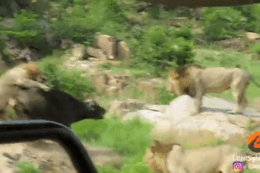 Đàn sư tử dồn sức tấn công một con trâu rừng bị gãy chân