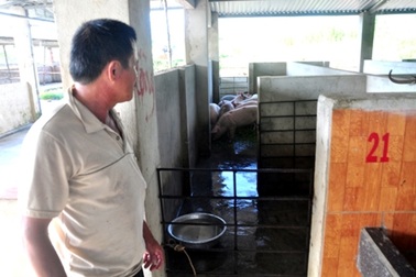 Khốn đốn sau tin đồn thịt lợn chết “lết” từ lò mổ tới bàn ăn