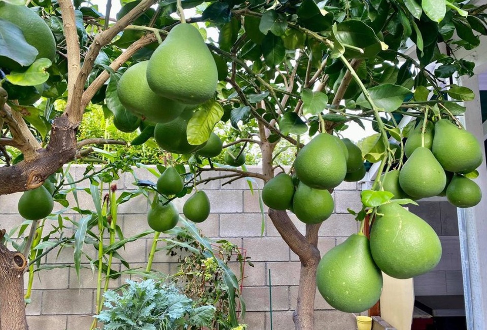 Chiêm ngưỡng nhà vườn 1.000m2 của danh ca Hương Lan và chồng kĩ sư tại Mỹ - 7 Chiêm ngưỡng nhà vườn 1.000m2 của danh ca Hương Lan và chồng kĩ sư tại Mỹ - 7