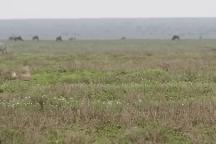 Linh dương mắc sai lầm "chết người" trong cuộc đua với báo gê-pa