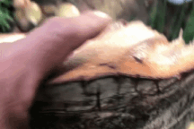 Clip gần 6 triệu view "tôn bay cắt đứt lìa cây dừa" gây tranh cãi