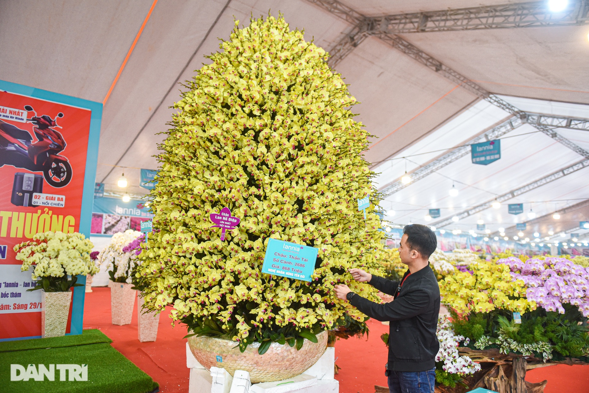 Chậu lan hồ điệp khổng lồ chào bán gần một tỷ đồng ở Hà Nội - 2 Chậu lan hồ điệp khổng lồ chào bán gần một tỷ đồng ở Hà Nội - 2