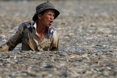 Người dân khốn khổ vì hàng trăm tấn cá chết bốc mùi ở Đồng Nai
