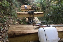 Mở rộng điều tra vụ đoàn “lâm tặc” vận chuyển gỗ lậu trong đêm