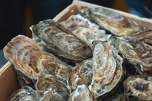 Biến vỏ hàu thành "món hời" trị giá 6 triệu USD/năm