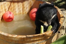 9 con gấu được cứu hộ ở Bình Dương "chuyển khẩu" về Ninh Bình hiện ra sao?