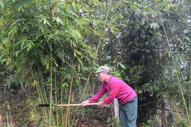 Hỗ trợ gạo cho gia đình hộ nghèo có công bảo vệ rừng