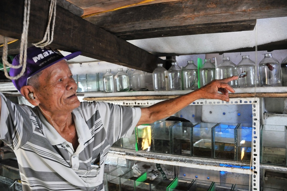 Cụ ông 83 tuổi gắn bó với nghề nuôi cá cảnh từ 6 cặp cá thia lia - 2 Cụ ông 83 tuổi gắn bó với nghề nuôi cá cảnh từ 6 cặp cá thia lia - 2