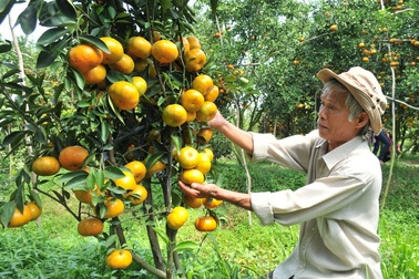 Lão nông thu lãi hàng trăm triệu nhờ trồng quýt hồng trong chậu