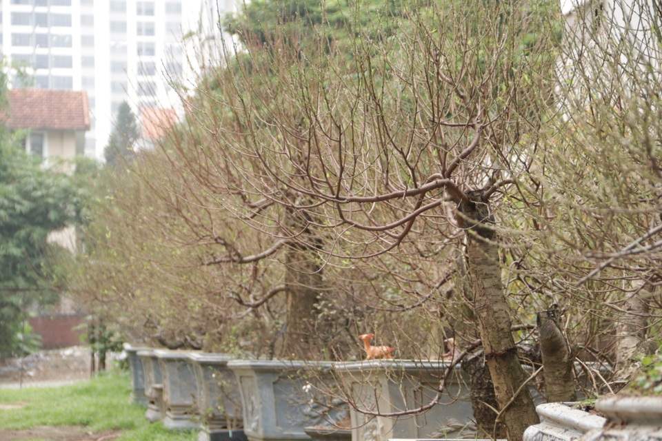 Hà Nội: Bưởi cảnh, đào khủng đua nhau xuống phố đón Tết - 11