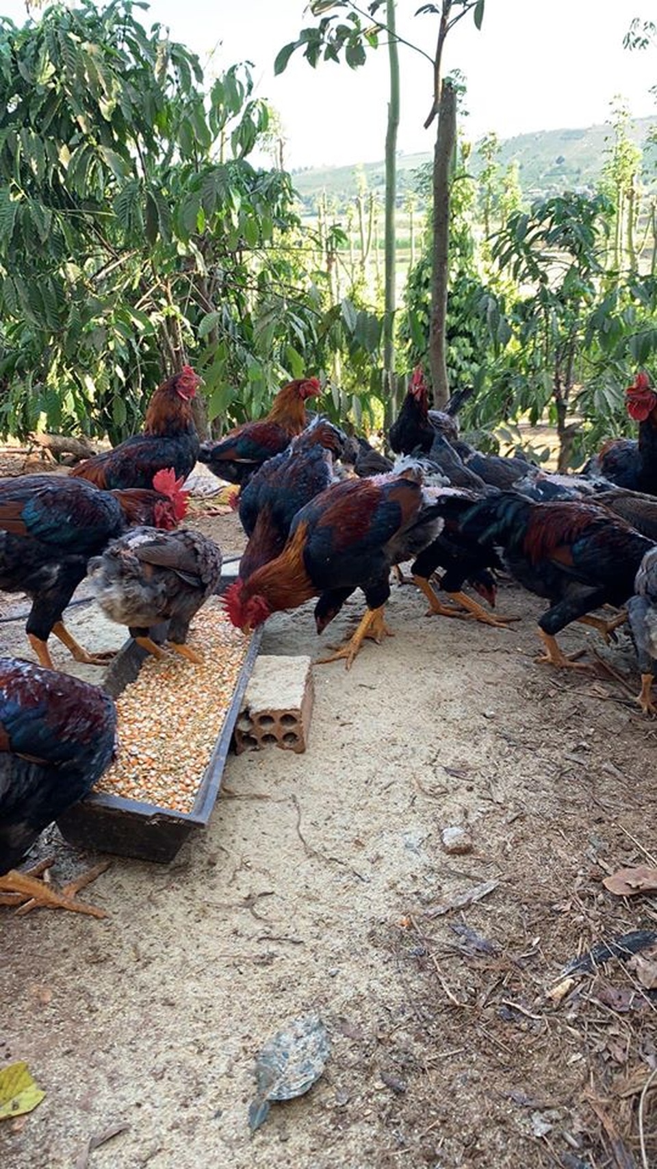 Quán quân âm nhạc chỉ mơ ước về quê chăn lợn và cuộc sống “ẩn dật” - 15 Quán quân âm nhạc chỉ mơ ước về quê chăn lợn và cuộc sống “ẩn dật” - 15