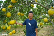 Nuôi "vệ sĩ" diệt sâu cho bưởi, anh nông dân kiếm bộn tiền