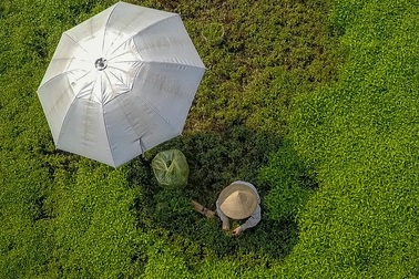 Nông dân vác "bảo bối" ra đồng để chống chọi nắng nóng 40 độ C