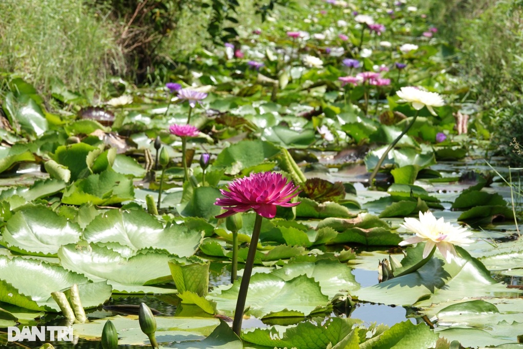 Vườn hoa súng kiểng của nữ hộ nông Hậu Giang 'đắt như tôm tươi,' cho thu nhập khủng 60 triệu đồng/tháng