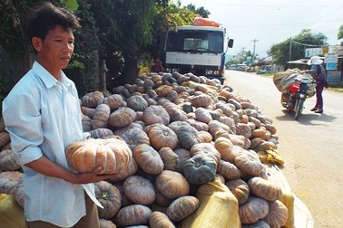 Dân mất Tết vì giá bí đỏ “rẻ mạt”, đành đổ cho trâu, bò ăn!