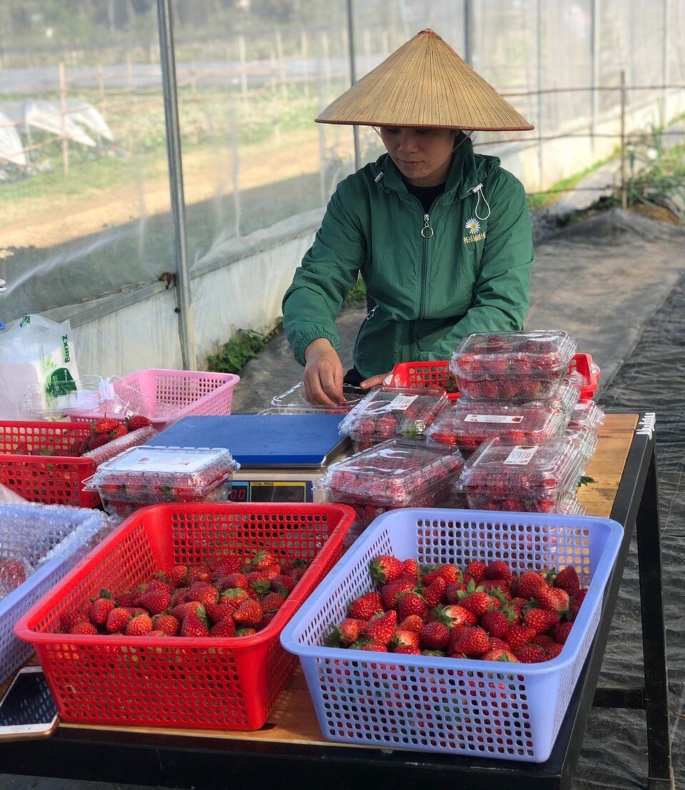 Vợ chồng thạc sĩ bỏ phố về quê làm trang trại hoa hồng ở Cao Bằng - 8 Vợ chồng thạc sĩ bỏ phố về quê làm trang trại hoa hồng ở Cao Bằng - 8