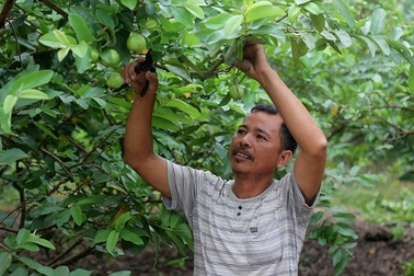 Người trồng ổi Cự Khối “đứng ngồi không yên” vì rớt giá