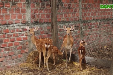 Chàng trai 9X khởi nghiệp từ mô hình nuôi hươu ở vùng khó