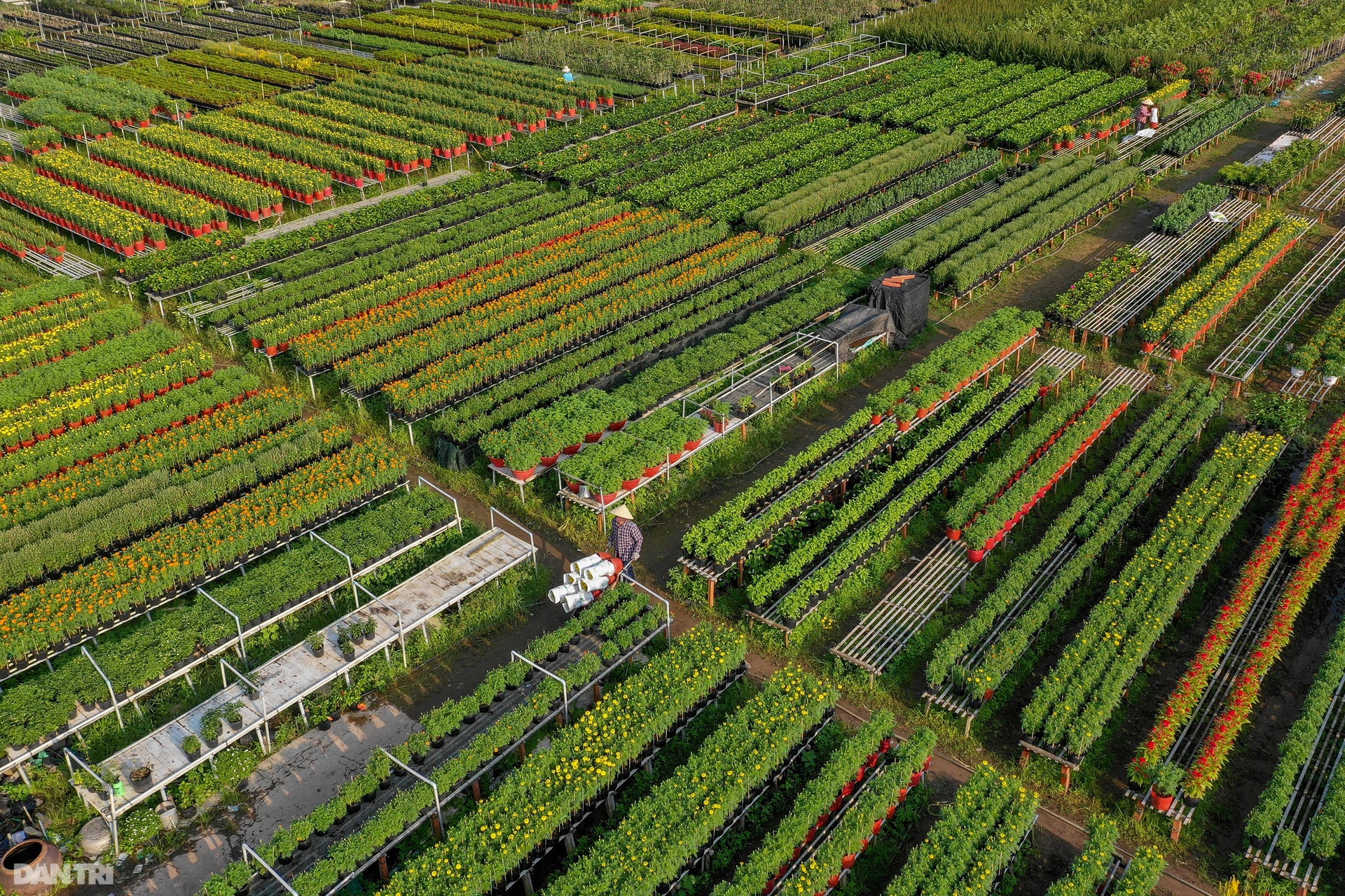 Làng hoa lớn nhất miền Tây vào vụ Tết - 2