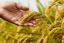 Trong cơn sốt giá gạo, các doanh nghiệp lương thực Việt kinh doanh ra sao?