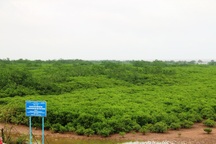 Ngắm khu rừng ngập mặn có thể bị phá bỏ để làm dự án