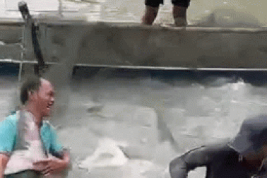 Thú chơi của đại gia Tây Đô, nuôi "thủy quái" sông Mê Kông cả trăm kg