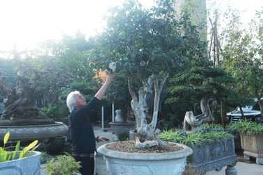 Mục sở thị những cây trà cổ giá hàng trăm triệu đồng, cực hiếm ở Hà Nội