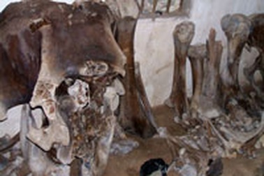 Đem “bộ xương lạ” về Bảo tàng Nghệ An bảo quản