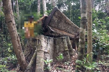 Tiếng thét của rừng Tây Nguyên: Chính kẻ nhận tiền giữ rừng... phá rừng!